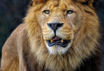 Conheça o Reino Animal: Quiz Difícil!! no Quiz do Dia